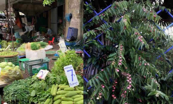 rau ngót, công dụng của rau ngót, rau giàu vitaminc, sức khỏe 