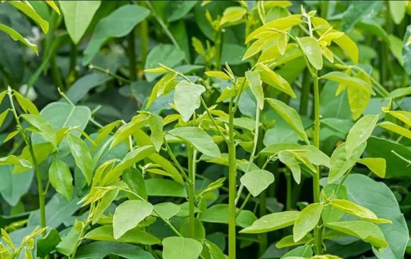 rau ngót, công dụng của rau ngót, rau giàu vitaminc, sức khỏe 