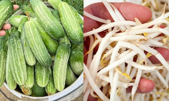 cải bắp, mua cải bắp