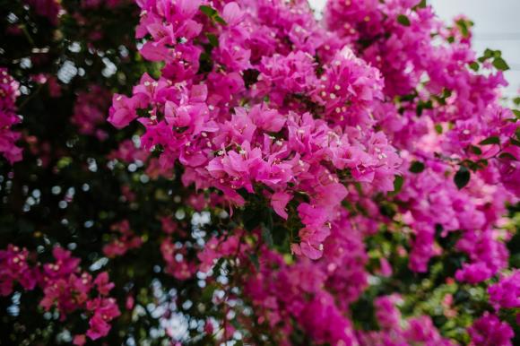 hoa giấy, chăm cây hoa giấy, kiến thức 