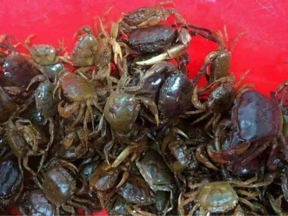 canh riêu cua, cách nấu canh riêu cua, món ngon 