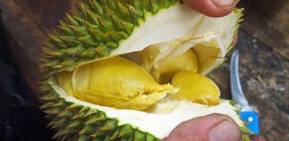 sầu riêng, chọn mua sầu riêng, mua sầu riêng, 