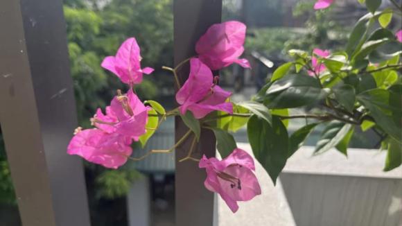 Mẹo trồng hoa giấy, cách tưới cây hoa giấy trong mùa hè