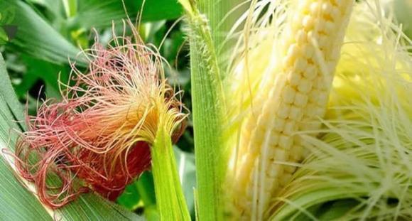 Râu ngô, tác dụng của râu ngô, mẹo sử dụng râu ngô