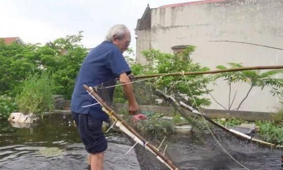 ao cá, ao cá trên nóc nhà, ao cá ở Hải Dương 