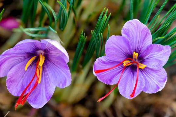 Nhuỵ hoa nghệ tây, saffron, tác dụng của nhuỵ hoa nghệ tây