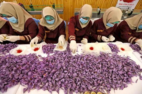 Nhuỵ hoa nghệ tây, saffron, tác dụng của nhuỵ hoa nghệ tây