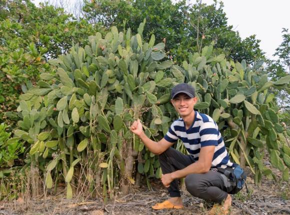 xương rồng, xương rồng chế biến thành đồ ăn, kiến thức 