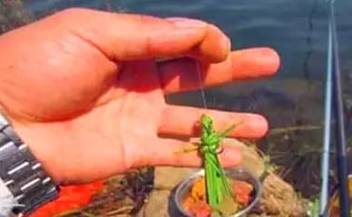 mồi câu cá, cá trắm cỏ, câu cá