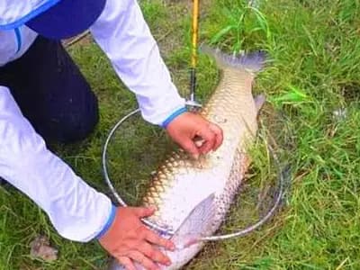 mồi câu cá, cá trắm cỏ, câu cá