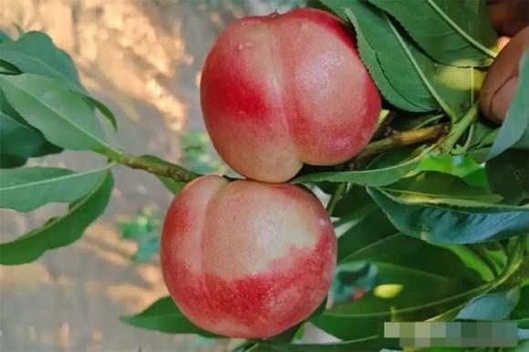 quả đào, bảo quản đào, mua đào