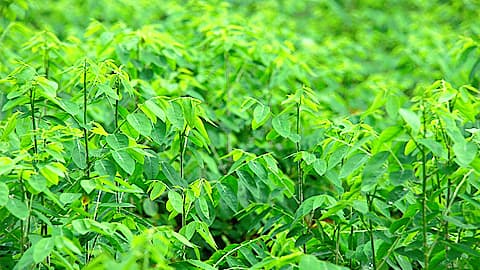 rau ngọt hơn mì chính, trồng rau, kiến thức 