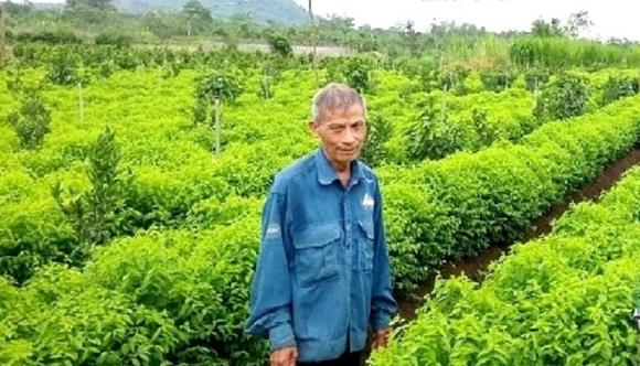 rau ngọt hơn mì chính, trồng rau, kiến thức 