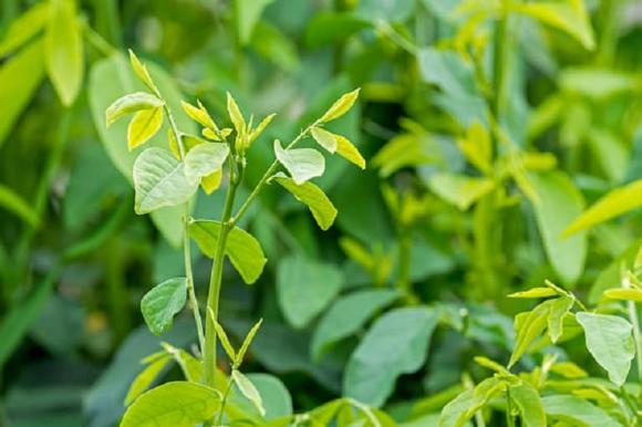 rau ngọt hơn mì chính, trồng rau, kiến thức 