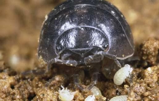 rận gỗ (mọt gỗ, Woodlouse), bọ dưa hấu