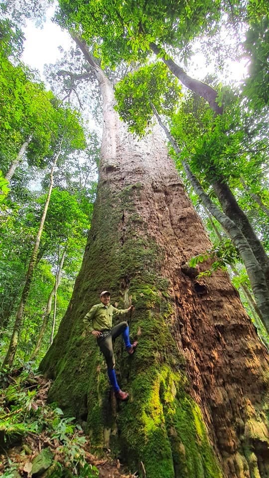 Cụ cây 2000 năm tuổi, cây lớn nhất việt nam