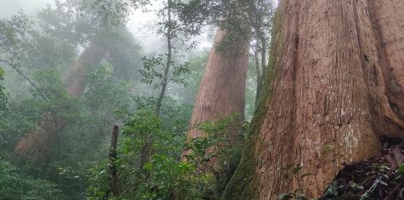 Cụ cây 2000 năm tuổi, cây lớn nhất việt nam