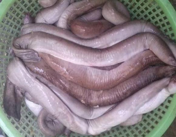 Cá mút đá, cá ninja, đặc sản bình định
