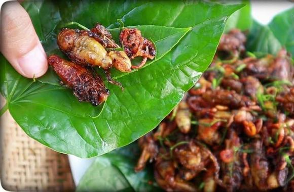 ve sầu, đặc sản ve sầu, chế biến ve sầu, kiến thức 