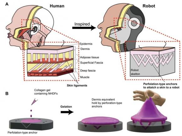 robot, khuôn mặt da người