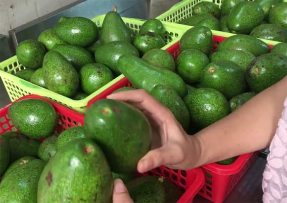 Bơ sáp, bí quyết mua bơ ngon, kiến thức