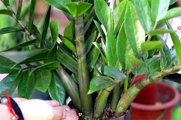 Cây kim tiền, Cây kim tiền nở hoa có ý nghĩa gì