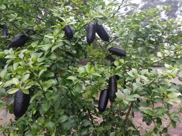 Loại chanh đắt nhất thế giới, chanh ngón tay