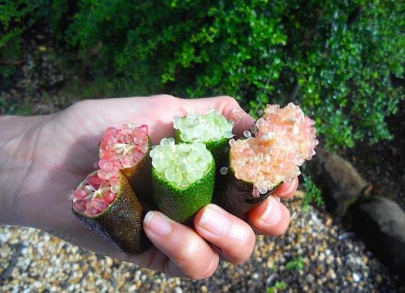 Loại chanh đắt nhất thế giới, chanh ngón tay