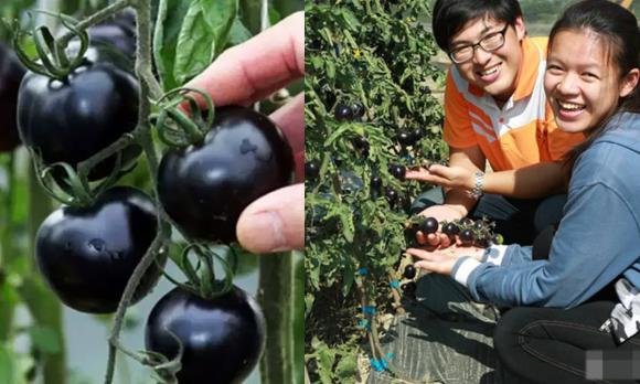 cà chua, cà chua ngon, mẹo vặt gia đình
