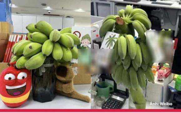 chữa lành, bán chuối xanh, xu hướng chữa lành, giới trẻ 