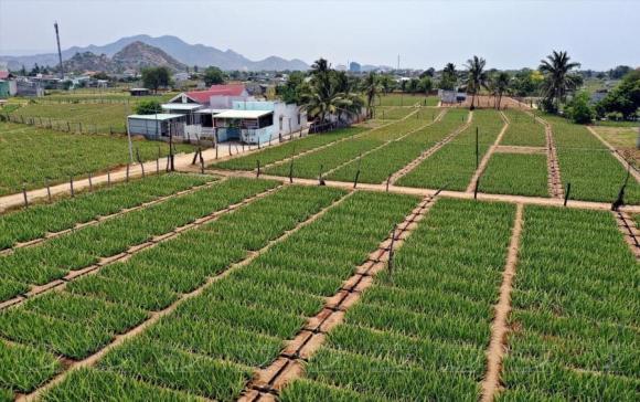 Cây nha đam, nghề trồng cây nha đam
