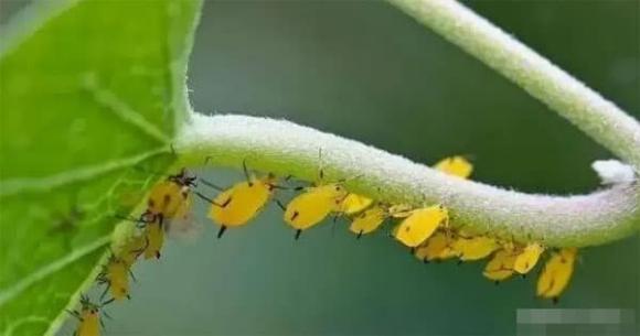 thuốc lá, hút thuốc lá, tàn thuốc lá