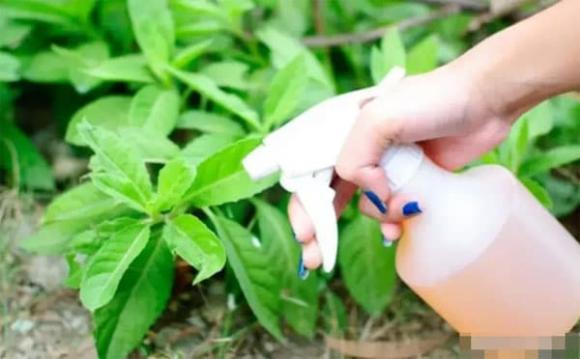 thuốc lá, hút thuốc lá, tàn thuốc lá