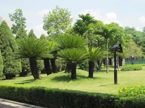 cây vạn tuế, trồng cây vạn tuế, cây cảnh 