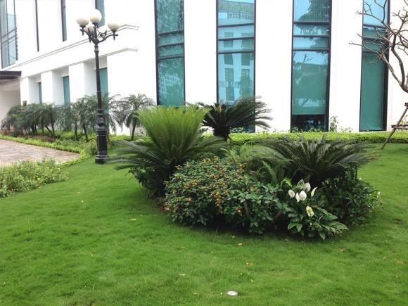 cây vạn tuế, trồng cây vạn tuế, cây cảnh 