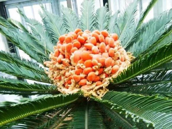 cây vạn tuế, trồng cây vạn tuế, cây cảnh 