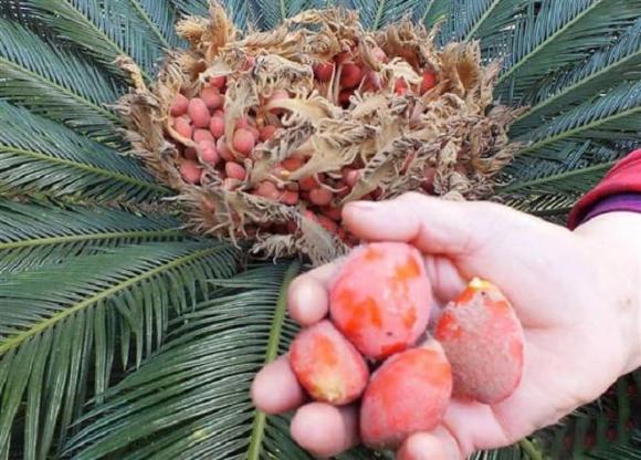 cây vạn tuế, trồng cây vạn tuế, cây cảnh 