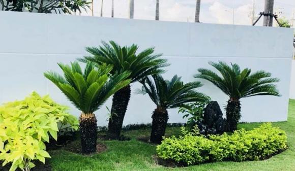 cây vạn tuế, trồng cây vạn tuế, cây cảnh 