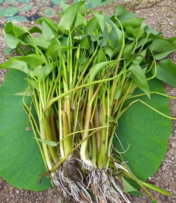 Rau chốc, đặc sản rau chốc, giá rau chốc