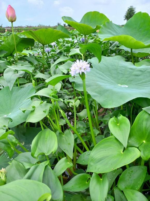 Rau chốc, đặc sản rau chốc, giá rau chốc