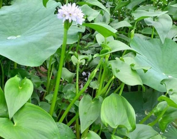 Rau chốc, đặc sản rau chốc, giá rau chốc