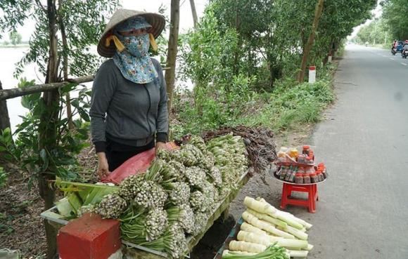 Rau chốc, đặc sản rau chốc, giá rau chốc