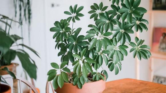 cây cảnh, cây cảnh nở hoa, kiến thức 