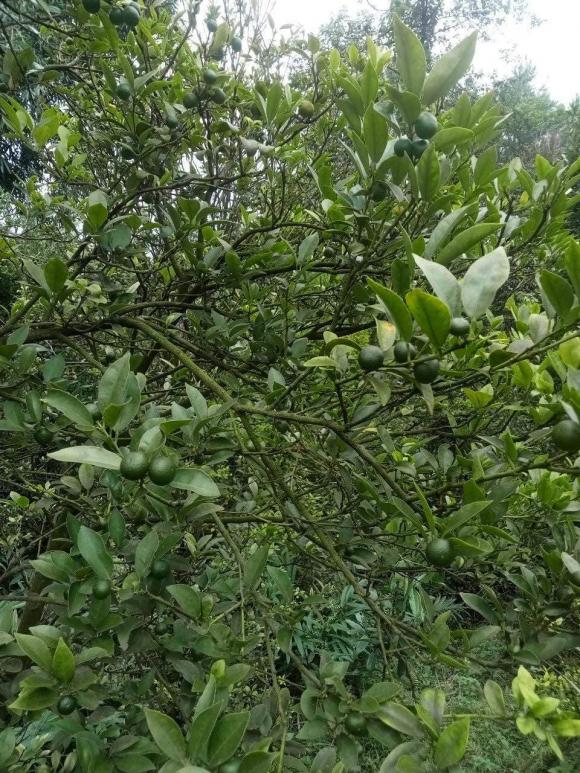 Chanh tí hon, chanh rừng Mẫu Sơn