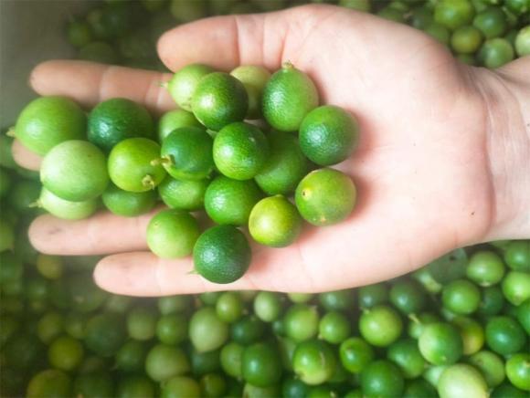 Chanh tí hon, chanh rừng Mẫu Sơn