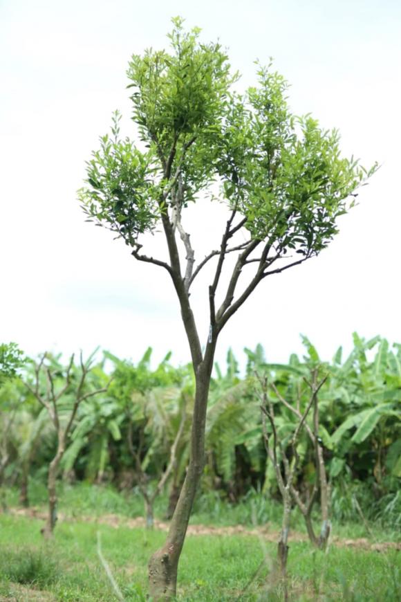 Chanh tí hon, chanh rừng Mẫu Sơn