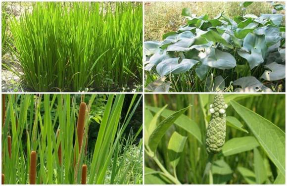 Rau chốc, đặc sản rau chốc, giá rau chốc