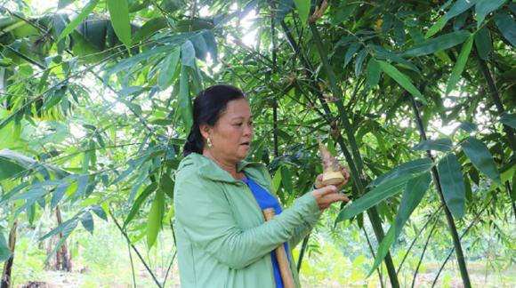 Tre lục trúc, mẹo trồng tre lục trúc
