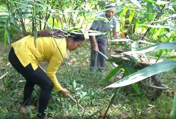 Tre lục trúc, mẹo trồng tre lục trúc