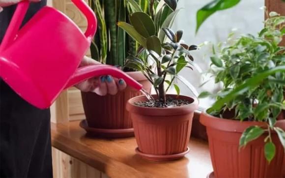 Trông cây, loại nước tốt cho cây, cây cảnh